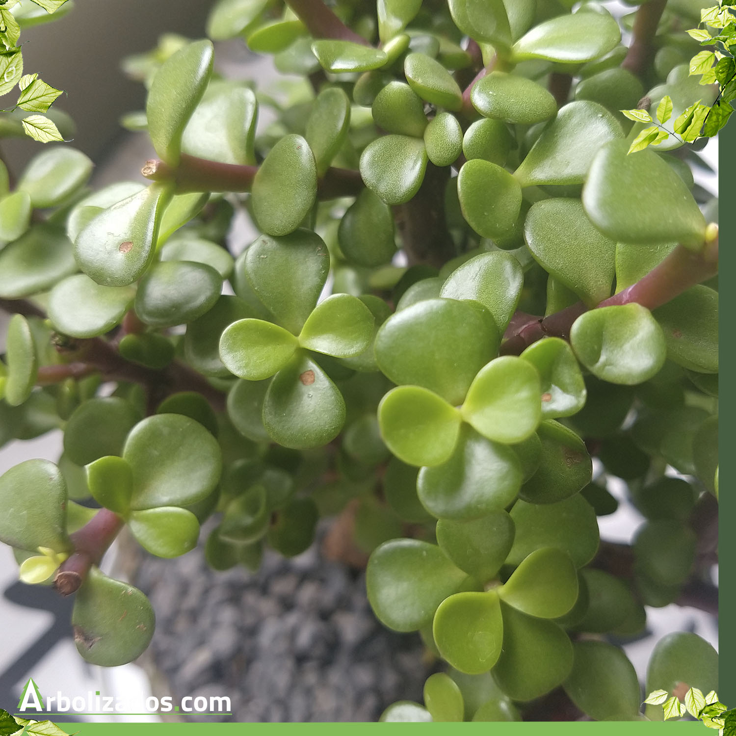 Características y propiedades del Bonsai de Jade Bonsai